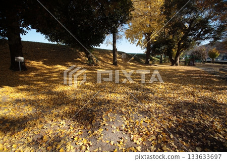 Carpet of fallen leaves 133633697