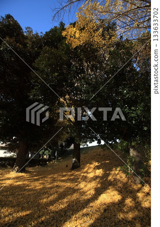 下落的葉子在秋天公園 下落的葉子在秋天公園 133633702