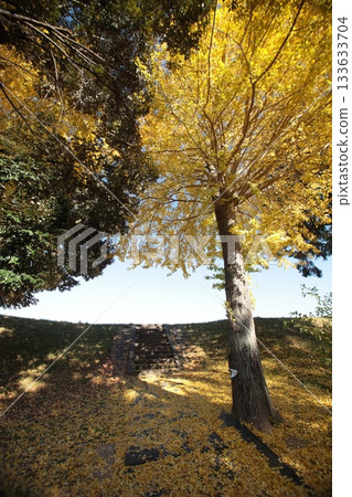 Autumn leaves ginkgo Autumn leaves ginkgo 133633704