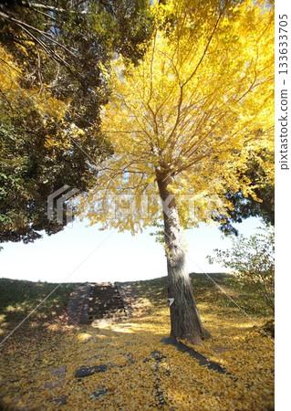 秋葉銀杏 133633705