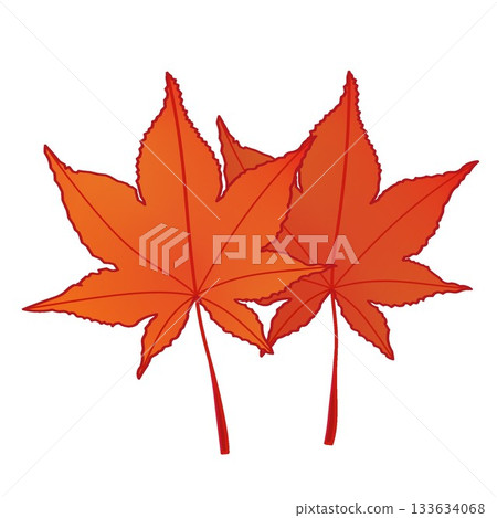 Autumn maple leaf illustration 133634068