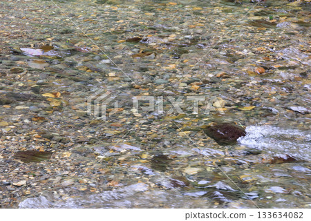 粉紅鮭魚逆流而上 粉紅鮭魚逆流而上 133634082