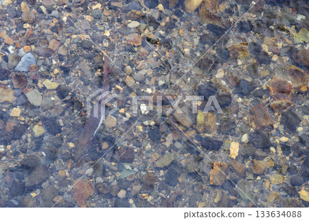 Pink salmon running up the river Pink salmon running up the river 133634088
