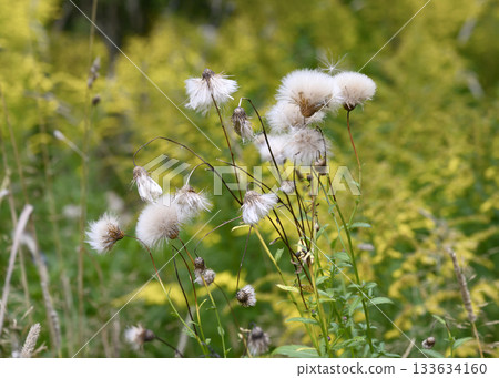 White fluff of a faded meadow Thistle flower 133634160