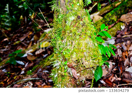 A close-up of green moss growing on the forest floor. Mosses are small plants often found in damp environments such as forests, lakeshores, or damp rocks. Mosses have distinctive characteristics that A close-up of green moss growing on the forest floor. Mosses are small plants often found in damp environments such as forests, lakeshores, or damp rocks. Mosses have distinctive characteristics that 133634279