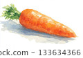 Realistic watercolor carrot illustration, fresh vegetable food material 133634366