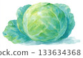 Refreshing watercolor cabbage illustration Green vegetable food art 133634368