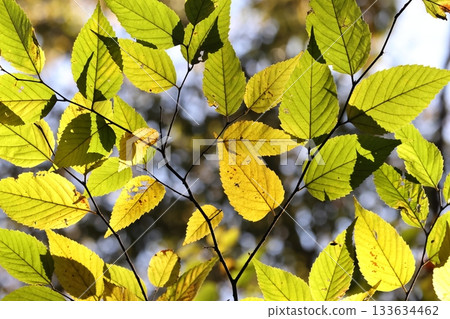 十一月的林地裡,櫸樹自然生長。陽光下,可以看到它們淡黃色的葉子。 十一月的林地裡,櫸樹自然生長。陽光下,可以看到它們淡黃色的葉子。 133634462