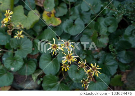 大吳風草 大吳風草 133634476