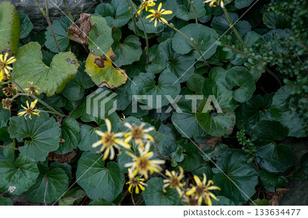 bloom, blossom, blossoms 133634477