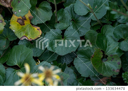 植物 植物學 植物的 133634478