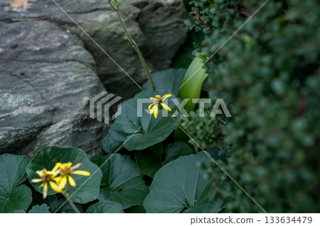 bloom, blossom, blossoms 133634479