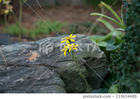 bloom, blossom, blossoms 133634480