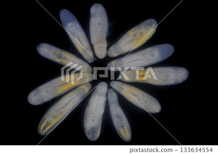 Clinostomum spp. are freshwater flukes with a worldwide distribution and a complex life cycle involving multiple hosts, including snails (intermediate hosts), fish or amphibians (secondary intermediat Clinostomum spp. are freshwater flukes with a worldwide distribution and a complex life cycle involving multiple hosts, including snails (intermediate hosts), fish or amphibians (secondary intermediat 133634554