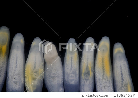 Clinostomum spp. are freshwater flukes with a worldwide distribution and a complex life cycle involving multiple hosts, including snails (intermediate hosts), fish or amphibians (secondary intermediat Clinostomum spp. are freshwater flukes with a worldwide distribution and a complex life cycle involving multiple hosts, including snails (intermediate hosts), fish or amphibians (secondary intermediat 133634557
