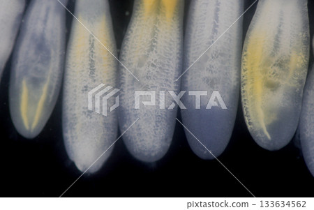 Clinostomum spp. are freshwater flukes with a worldwide distribution and a complex life cycle involving multiple hosts, including snails (intermediate hosts), fish or amphibians (secondary intermediat Clinostomum spp. are freshwater flukes with a worldwide distribution and a complex life cycle involving multiple hosts, including snails (intermediate hosts), fish or amphibians (secondary intermediat 133634562