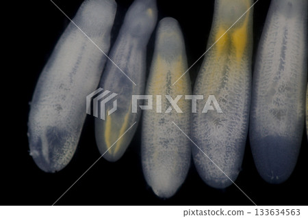 Clinostomum spp. are freshwater flukes with a worldwide distribution and a complex life cycle involving multiple hosts, including snails (intermediate hosts), fish or amphibians (secondary intermediat Clinostomum spp. are freshwater flukes with a worldwide distribution and a complex life cycle involving multiple hosts, including snails (intermediate hosts), fish or amphibians (secondary intermediat 133634563