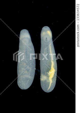 Clinostomum spp. are freshwater flukes with a worldwide distribution and a complex life cycle involving multiple hosts, including snails (intermediate hosts), fish or amphibians (secondary intermediat Clinostomum spp. are freshwater flukes with a worldwide distribution and a complex life cycle involving multiple hosts, including snails (intermediate hosts), fish or amphibians (secondary intermediat 133634572