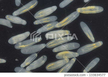 Clinostomum spp. are freshwater flukes with a worldwide distribution and a complex life cycle involving multiple hosts, including snails (intermediate hosts), fish or amphibians (secondary intermediat Clinostomum spp. are freshwater flukes with a worldwide distribution and a complex life cycle involving multiple hosts, including snails (intermediate hosts), fish or amphibians (secondary intermediat 133634577