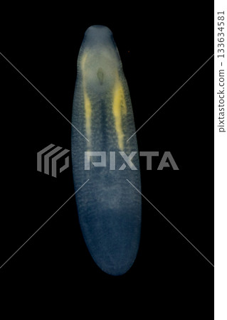 Clinostomum spp. are freshwater flukes with a worldwide distribution and a complex life cycle involving multiple hosts, including snails (intermediate hosts), fish or amphibians (secondary intermediat Clinostomum spp. are freshwater flukes with a worldwide distribution and a complex life cycle involving multiple hosts, including snails (intermediate hosts), fish or amphibians (secondary intermediat 133634581