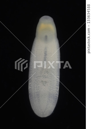 Clinostomum spp. are freshwater flukes with a worldwide distribution and a complex life cycle involving multiple hosts, including snails (intermediate hosts), fish or amphibians (secondary intermediat 133634588