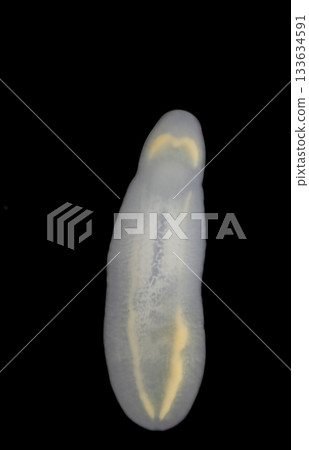 Clinostomum spp. are freshwater flukes with a worldwide distribution and a complex life cycle involving multiple hosts, including snails (intermediate hosts), fish or amphibians (secondary intermediat 133634591