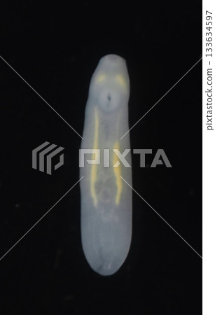 Clinostomum spp. are freshwater flukes with a worldwide distribution and a complex life cycle involving multiple hosts, including snails (intermediate hosts), fish or amphibians (secondary intermediat 133634597