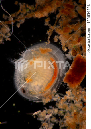 Clinostomum spp. are freshwater flukes with a worldwide distribution and a complex life cycle involving multiple hosts, including snails (intermediate hosts), fish or amphibians (secondary intermediat Clinostomum spp. are freshwater flukes with a worldwide distribution and a complex life cycle involving multiple hosts, including snails (intermediate hosts), fish or amphibians (secondary intermediat 133634598