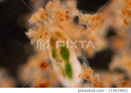Clinostomum spp. are freshwater flukes with a worldwide distribution and a complex life cycle involving multiple hosts, including snails (intermediate hosts), fish or amphibians (secondary intermediat 133634601