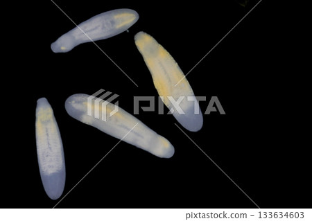 Clinostomum spp. are freshwater flukes with a worldwide distribution and a complex life cycle involving multiple hosts, including snails (intermediate hosts), fish or amphibians (secondary intermediat 133634603