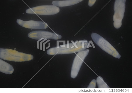 Clinostomum spp. are freshwater flukes with a worldwide distribution and a complex life cycle involving multiple hosts, including snails (intermediate hosts), fish or amphibians (secondary intermediat 133634604