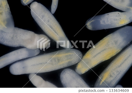 Clinostomum spp. are freshwater flukes with a worldwide distribution and a complex life cycle involving multiple hosts, including snails (intermediate hosts), fish or amphibians (secondary intermediat 133634609