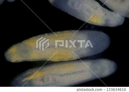 Clinostomum spp. are freshwater flukes with a worldwide distribution and a complex life cycle involving multiple hosts, including snails (intermediate hosts), fish or amphibians (secondary intermediat 133634610
