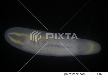 Clinostomum spp. are freshwater flukes with a worldwide distribution and a complex life cycle involving multiple hosts, including snails (intermediate hosts), fish or amphibians (secondary intermediat 133634613