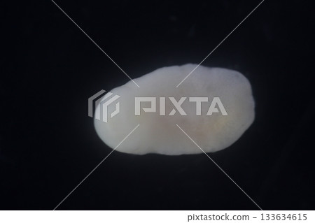 Clinostomum spp. are freshwater flukes with a worldwide distribution and a complex life cycle involving multiple hosts, including snails (intermediate hosts), fish or amphibians (secondary intermediat 133634615