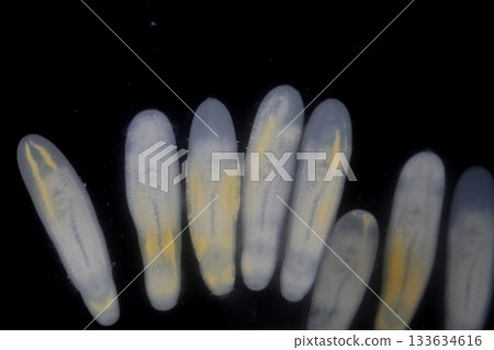 Clinostomum spp. are freshwater flukes with a worldwide distribution and a complex life cycle involving multiple hosts, including snails (intermediate hosts), fish or amphibians (secondary intermediat 133634616