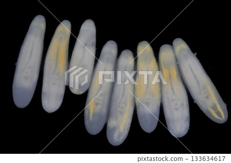 Clinostomum spp. are freshwater flukes with a worldwide distribution and a complex life cycle involving multiple hosts, including snails (intermediate hosts), fish or amphibians (secondary intermediat 133634617