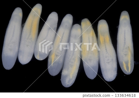 Clinostomum spp. are freshwater flukes with a worldwide distribution and a complex life cycle involving multiple hosts, including snails (intermediate hosts), fish or amphibians (secondary intermediat 133634618