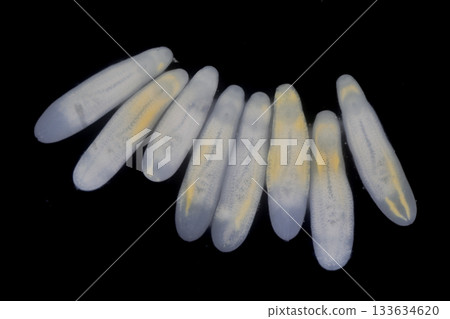 Clinostomum spp. are freshwater flukes with a worldwide distribution and a complex life cycle involving multiple hosts, including snails (intermediate hosts), fish or amphibians (secondary intermediat 133634620