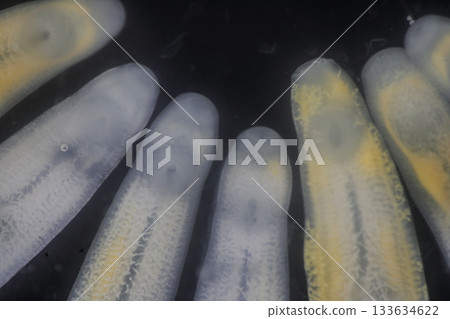 Clinostomum spp. are freshwater flukes with a worldwide distribution and a complex life cycle involving multiple hosts, including snails (intermediate hosts), fish or amphibians (secondary intermediat Clinostomum spp. are freshwater flukes with a worldwide distribution and a complex life cycle involving multiple hosts, including snails (intermediate hosts), fish or amphibians (secondary intermediat 133634622