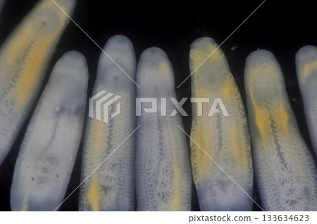 Clinostomum spp. are freshwater flukes with a worldwide distribution and a complex life cycle involving multiple hosts, including snails (intermediate hosts), fish or amphibians (secondary intermediat Clinostomum spp. are freshwater flukes with a worldwide distribution and a complex life cycle involving multiple hosts, including snails (intermediate hosts), fish or amphibians (secondary intermediat 133634623