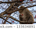 Wild Japanese macaques near Lake Yunoko in Oku-Nikko, Tochigi Prefecture 133634891