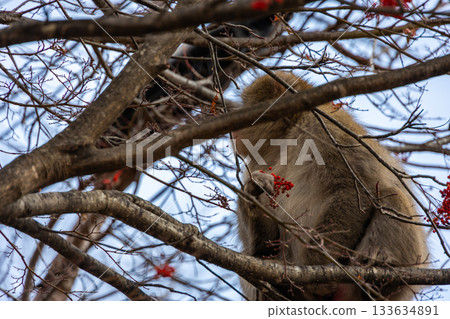Wild Japanese macaques near Lake Yunoko in Oku-Nikko, Tochigi Prefecture Wild Japanese macaques near Lake Yunoko in Oku-Nikko, Tochigi Prefecture 133634891