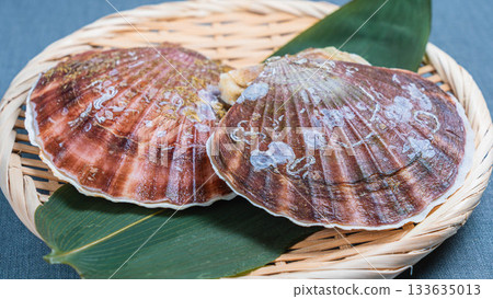  Scallop 133635013