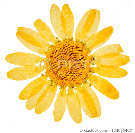 壓花向日葵（白色背景） 133635407