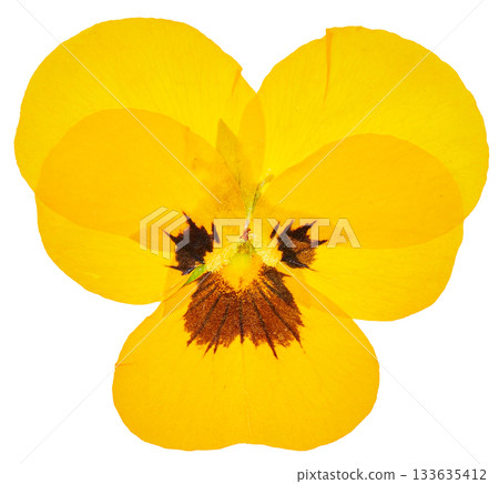 壓制黃色三色堇（白色背景） 133635412