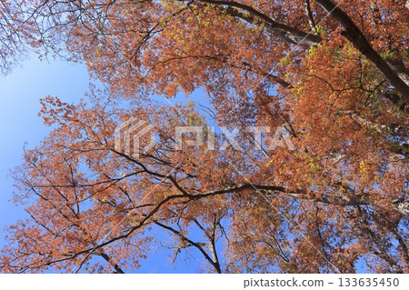 Nature Plants Zelkova, late November. Bright red leaves on large, overhanging branches under a blue sky. Nature Plants Zelkova, late November. Bright red leaves on large, overhanging branches under a blue sky. 133635450