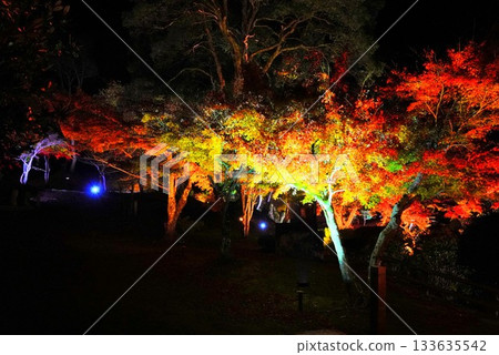 廣島縣三好市尾關山公園的秋葉燈光秀 133635542