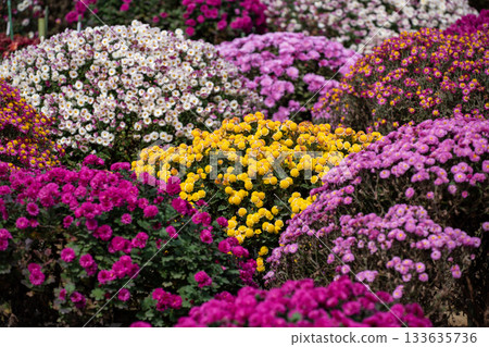 五顏六色的花床 五顏六色的花床 133635736