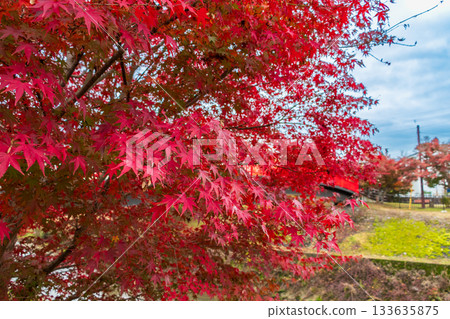 紅色的楓樹 紅色的楓樹 133635875